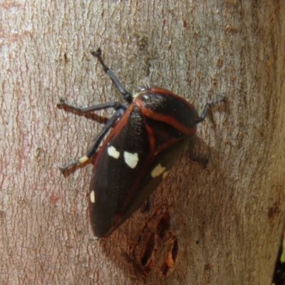 Eurymela fenestrata (Gum tree leafhopper) at Molonglo River Reserve - 2 Sep 2021 by Christine