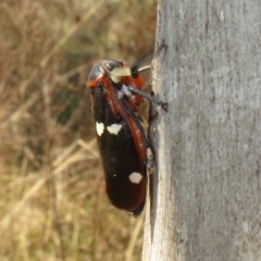 Eurymela fenestrata at Holt, ACT - 2 Sep 2021 10:34 AM