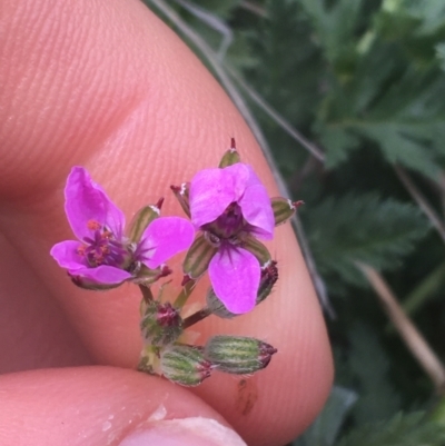 Erodium cicutarium (Common Storksbill, Common Crowfoot) at Hackett, ACT - 30 Aug 2021 by NedJohnston