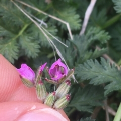 Erodium cicutarium at Hackett, ACT - 30 Aug 2021