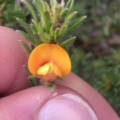 Pultenaea subspicata (Low Bush-pea) at Hackett, ACT - 30 Aug 2021 by NedJohnston