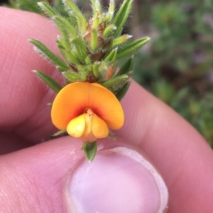 Pultenaea subspicata at Hackett, ACT - 30 Aug 2021