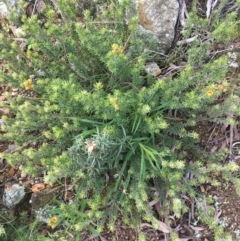 Pultenaea subspicata at Hackett, ACT - 30 Aug 2021