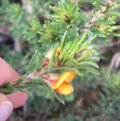 Pultenaea subspicata at Hackett, ACT - 30 Aug 2021