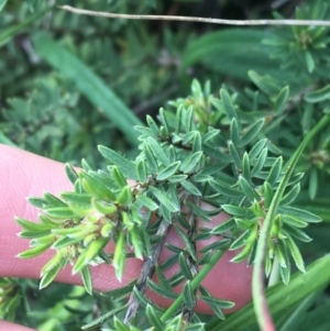 Pultenaea subspicata at Hackett, ACT - 30 Aug 2021