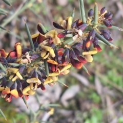 Daviesia genistifolia (Broom Bitter Pea) at Hackett, ACT - 30 Aug 2021 by Ned_Johnston