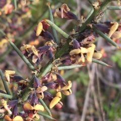 Daviesia genistifolia at Hackett, ACT - 30 Aug 2021