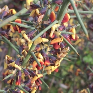 Daviesia genistifolia at Hackett, ACT - 30 Aug 2021 02:44 PM