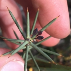 Daviesia genistifolia at Hackett, ACT - 30 Aug 2021