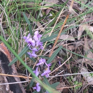 Hovea heterophylla at Hackett, ACT - 30 Aug 2021 02:47 PM