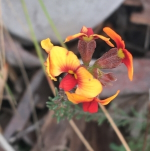 Dillwynia sp. at Downer, ACT - 30 Aug 2021