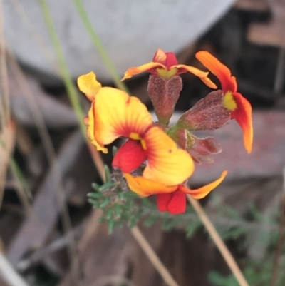 Dillwynia sp. at Downer, ACT - 30 Aug 2021 by NedJohnston