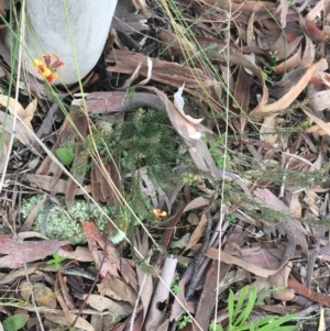 Dillwynia sp. at Downer, ACT - 30 Aug 2021