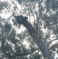 Callocephalon fimbriatum (Gang-gang Cockatoo) at Mount Majura - 30 Aug 2021 by Ned_Johnston