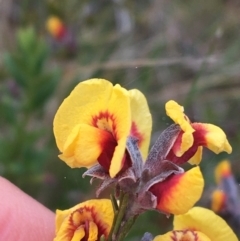 Dillwynia sp. Yetholme (P.C.Jobson 5080) NSW Herbarium at Hackett, ACT - 30 Aug 2021 by NedJohnston