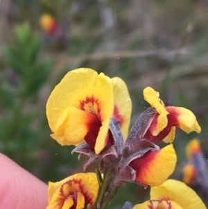 Dillwynia sp. Yetholme (P.C.Jobson 5080) NSW Herbarium at Hackett, ACT - 30 Aug 2021 03:15 PM