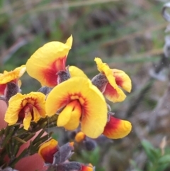 Dillwynia sp. Yetholme (P.C.Jobson 5080) NSW Herbarium at Hackett, ACT - 30 Aug 2021 03:15 PM