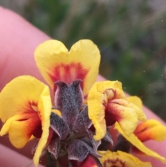 Dillwynia sp. Yetholme (P.C.Jobson 5080) NSW Herbarium at Hackett, ACT - 30 Aug 2021 03:15 PM