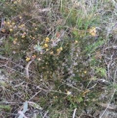 Dillwynia sp. Yetholme (P.C.Jobson 5080) NSW Herbarium at Hackett, ACT - 30 Aug 2021 03:15 PM