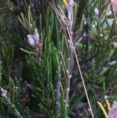 Dillwynia sp. Yetholme (P.C.Jobson 5080) NSW Herbarium at Hackett, ACT - 30 Aug 2021 03:15 PM