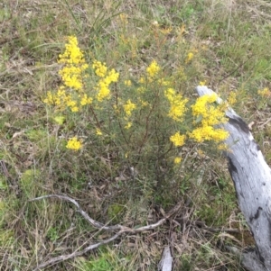 Acacia boormanii at Hackett, ACT - 30 Aug 2021