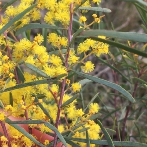 Acacia boormanii at Hackett, ACT - 30 Aug 2021 03:16 PM