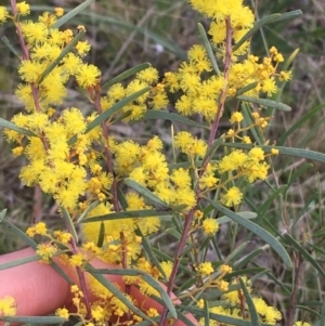 Acacia boormanii at Hackett, ACT - 30 Aug 2021 03:16 PM