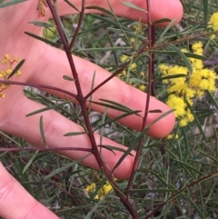 Acacia boormanii at Hackett, ACT - 30 Aug 2021