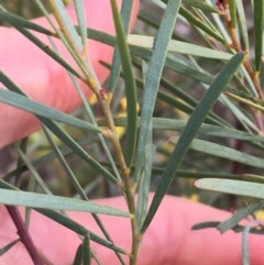 Acacia boormanii at Hackett, ACT - 30 Aug 2021 03:16 PM