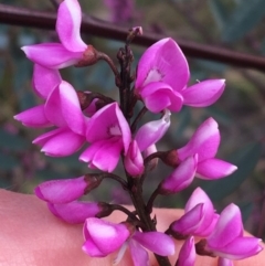 Indigofera australis subsp. australis (Australian Indigo) at Hackett, ACT - 30 Aug 2021 by NedJohnston