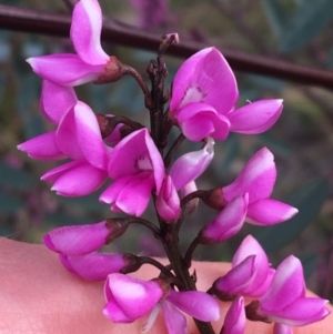 Indigofera australis subsp. australis at Hackett, ACT - 30 Aug 2021