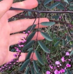 Indigofera australis subsp. australis at Hackett, ACT - 30 Aug 2021 03:20 PM