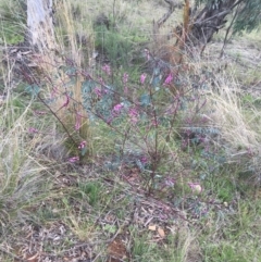 Indigofera australis subsp. australis at Hackett, ACT - 30 Aug 2021