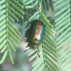 Calomela parilis (Leaf beetle) at Hackett, ACT - 30 Aug 2021 by NedJohnston