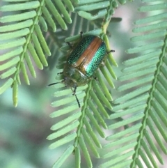 Calomela parilis at Hackett, ACT - 30 Aug 2021 02:22 PM