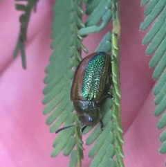 Calomela parilis at Hackett, ACT - 30 Aug 2021