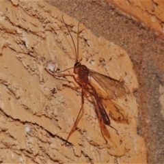 Netelia sp. (genus) (An Ichneumon wasp) at Wanniassa, ACT - 2 Sep 2021 by JohnBundock