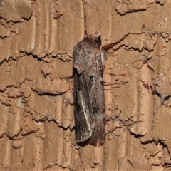 Agrotis munda (Brown Cutworm) at Wanniassa, ACT - 1 Sep 2021 by JohnBundock