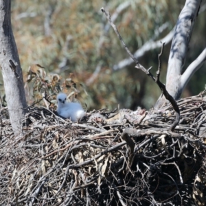 Aquila audax at Ainslie, ACT - suppressed