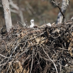 Aquila audax at Ainslie, ACT - suppressed