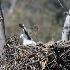 Aquila audax at Ainslie, ACT - suppressed