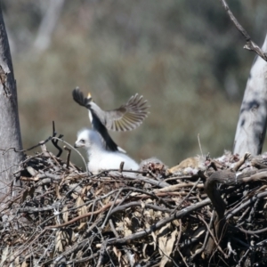 Aquila audax at Ainslie, ACT - suppressed