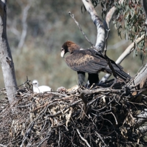 Aquila audax at Ainslie, ACT - suppressed