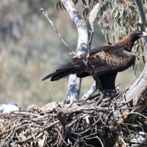 Aquila audax at Ainslie, ACT - suppressed