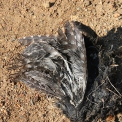 Podargus strigoides (Tawny Frogmouth) at Deakin, ACT - 2 Sep 2021 by LisaH