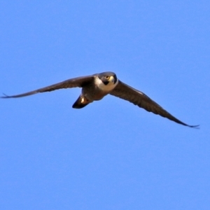 Falco peregrinus at Greenway, ACT - 2 Sep 2021