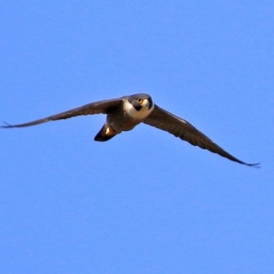 Falco peregrinus (Peregrine Falcon) at Greenway, ACT - 2 Sep 2021 by RodDeb