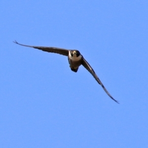 Falco peregrinus at Greenway, ACT - 2 Sep 2021