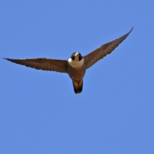 Falco peregrinus at Greenway, ACT - 2 Sep 2021
