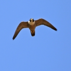 Falco peregrinus at Greenway, ACT - 2 Sep 2021